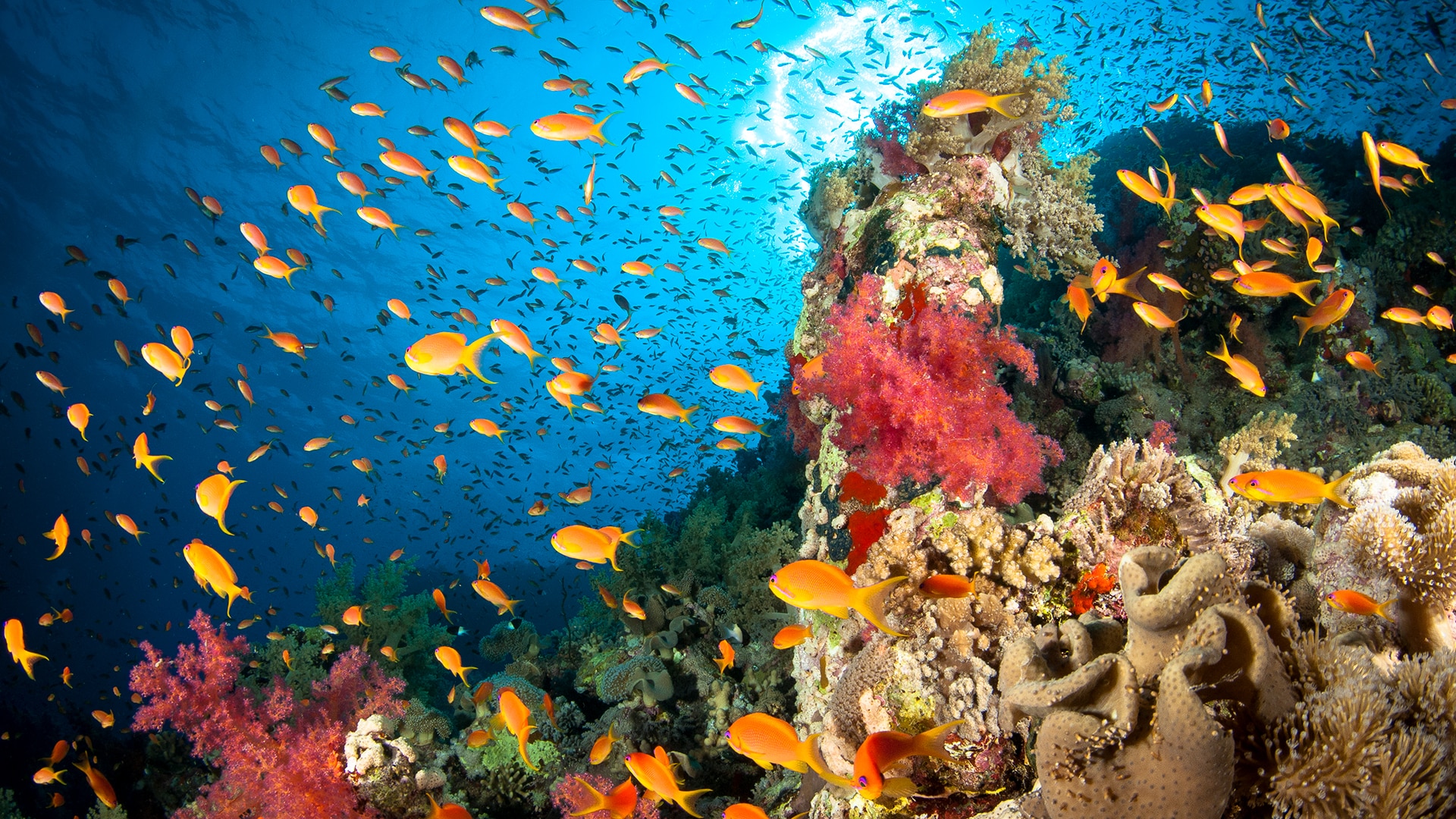 The wondrous worlds of coral reefs and why we need to protect them